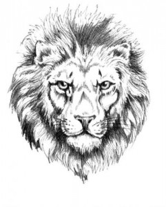 lion3