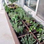 2020-05-04_17-58-49-grass-on-the-balcony-how-to-create-an-herb-garden-